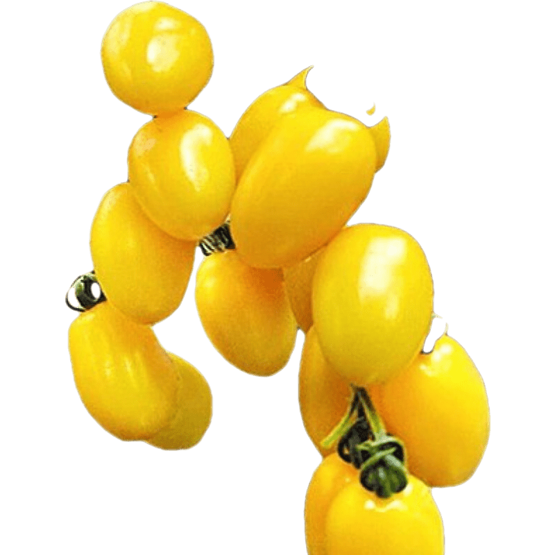 �������� ʥŮ�����ӻ�ɫ ӣ��С����������   ��̨�����߲˹Ϲ��߹� ��ʥŮӣ�ҷ���ԭװ1�� 5Ԫ