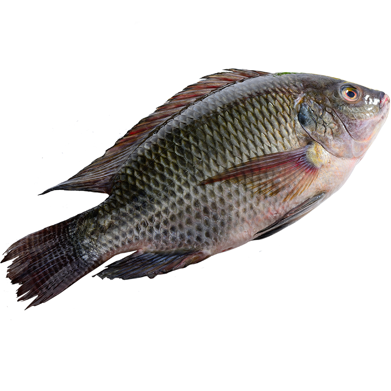 国联 三去罗非鱼 700g 2条 去鳞去鳃去内脏 BAP四星认证 国产鱼类 生鲜水产