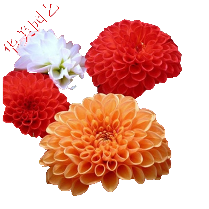 ���п��ļ����� ���������� �׻��ͥԺɢװ������С�������ӻ�ɫ���� 200��װ-��ɫƯ�������� 15Ԫ