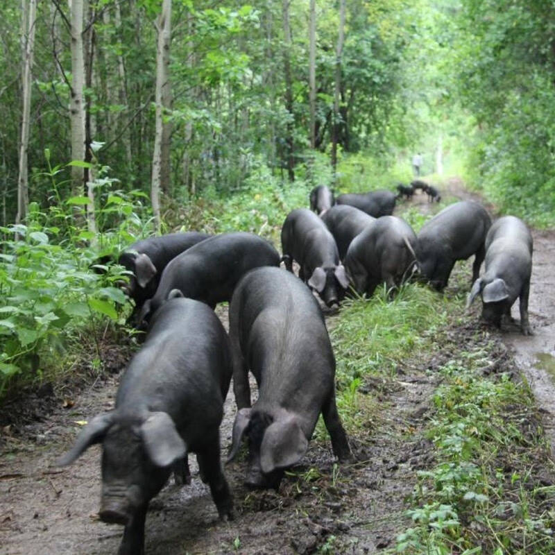京东跑山猪黑猪去颈前排400g袋生鲜排骨林间生长360